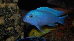 aquarium-von-roland-elsenbruch-becken-1083_Metriaclima callanois bright blue