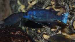 aquarium-von-roland-elsenbruch-becken-1083_Pseudotropheus acei ngara