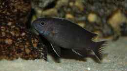 aquarium-von-roland-elsenbruch-becken-1083_Pseudotropheus acei ngara