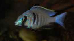 aquarium-von-roland-elsenbruch-becken-1083_Placidochromis electra