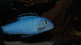 aquarium-von-roland-elsenbruch-becken-1083_Pseudotropheus socolofi