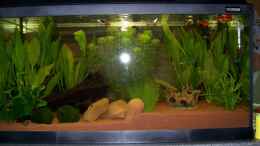 aquarium-von-birgit-fastenrath-becken-10830_