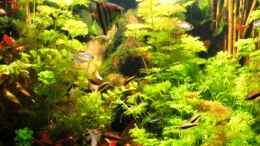 aquarium-von-me-anic-cr-becken-10861_Becken Stand 12.08 