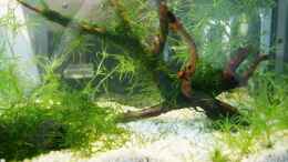 aquarium-von-yusui-becken-10862_