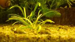 aquarium-von-der-kleine-delfin-becken-108001_Sagittaria teres