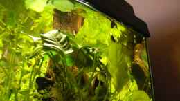 aquarium-von-der-kleine-delfin-becken-108001_Anubias barteri var. nana