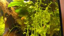 aquarium-von-der-kleine-delfin-becken-108001_Bacopa monnieri