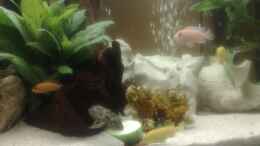 aquarium-von-bennymotte-becken-10898_