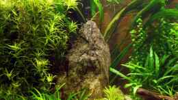 aquarium-von-oliver-bartels-becken-10902-nur-noch-als-beispiel_