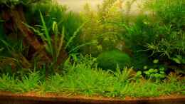 aquarium-von-jo-the-fish-becken-10912_Dreamworld