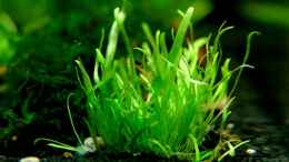 aquarium-von-jo-the-fish-becken-10913_Utricularia graminifolia 