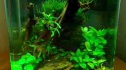 aquarium-von-jo-the-fish-becken-10913_Jungle World