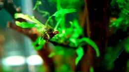 aquarium-von-jo-the-fish-becken-10913_Microsorum pteropus