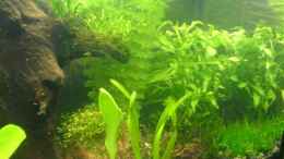 aquarium-von-oli-becken-10927_