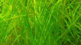 aquarium-von-freibel-becken-10939_Eleocharis parvula