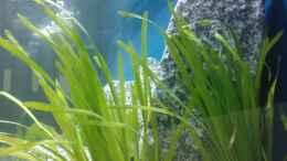 aquarium-von-marco-0-becken-10978_Vallisneria 