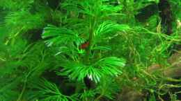 aquarium-von-gruenet-becken-10988_Cabomba und Flachmoos