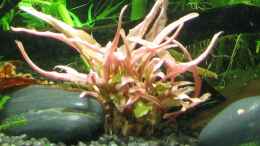 aquarium-von-gruenet-becken-10988_Tukky-crypto 1