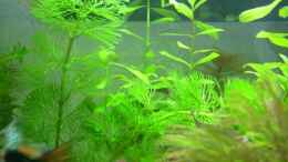 aquarium-von-belvina-becken-10999_