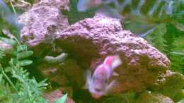 Foto mit Labidochromis Hongi red top