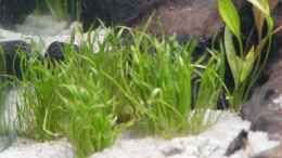 aquarium-von-bruce-becken-11006_Lilaeopsis Brasiliensis