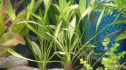 aquarium-von-bruce-becken-11006_Zwergschwertpflanze - Echinodorus, quadricostatus