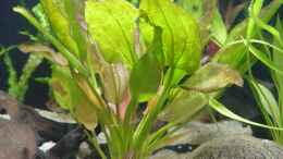 aquarium-von-bruce-becken-11006_Echinodorus, Oriental