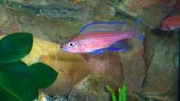 Foto mit noch ein Bock Paracyprichromis nigripinnis blue neon