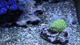 aquarium-von-stephan-ascher-becken-11016_viridis 12.09.2009