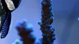 aquarium-von-stephan-ascher-becken-11016_Sept. 2009 acropora