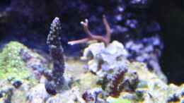 aquarium-von-stephan-ascher-becken-11016_acropora sp. blue 15.09.2009