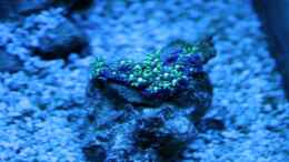 aquarium-von-stephan-ascher-becken-11016_viridis 24.06.2009