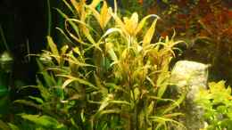 aquarium-von-andreas-christ-becken-11042_