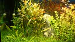 aquarium-von-andreas-christ-becken-11042_