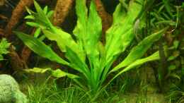 aquarium-von-andreas-christ-becken-11042_