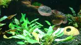 aquarium-von-oliver-baecker-becken-11043_