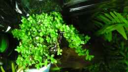 aquarium-von-jasmin-becken-11047_