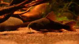 Foto mit Corydoras aeneus black