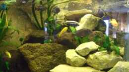 aquarium-von-esslinger-becken-11053_Valisnerien und Cryptocorinen