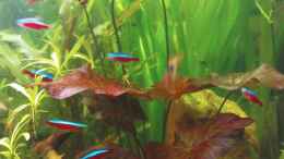 aquarium-von-maria-dicke-becken-11059_roter Tigerlotus