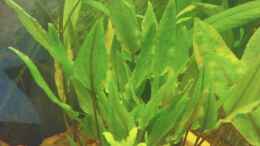 aquarium-von-maria-dicke-becken-11059_Cryptocoryne Art