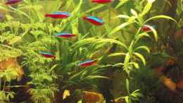 aquarium-von-maria-dicke-becken-11059_rechts: Echinodorus spec. grisebachii ; links am Rand Limnop