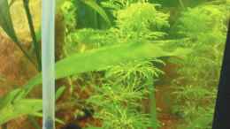 aquarium-von-maria-dicke-becken-11059_Limnophila Sessiliflora