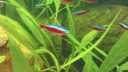 aquarium-von-maria-dicke-becken-11059_Hyrophila corymbosa siamensis