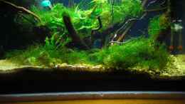 aquarium-von-dominik-the-wild-beginning-nur-noch-als-beispiel_Becken mit dunkelblauem Hintergrund