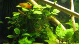 aquarium-von-tntlogge-becken-11130_