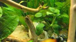 aquarium-von-tntlogge-becken-11130_