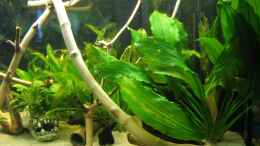 aquarium-von-tntlogge-becken-11130_