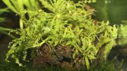 aquarium-von-applehorsti-becken-11141_