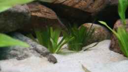 aquarium-von-mandy-henschel-becken-11155_